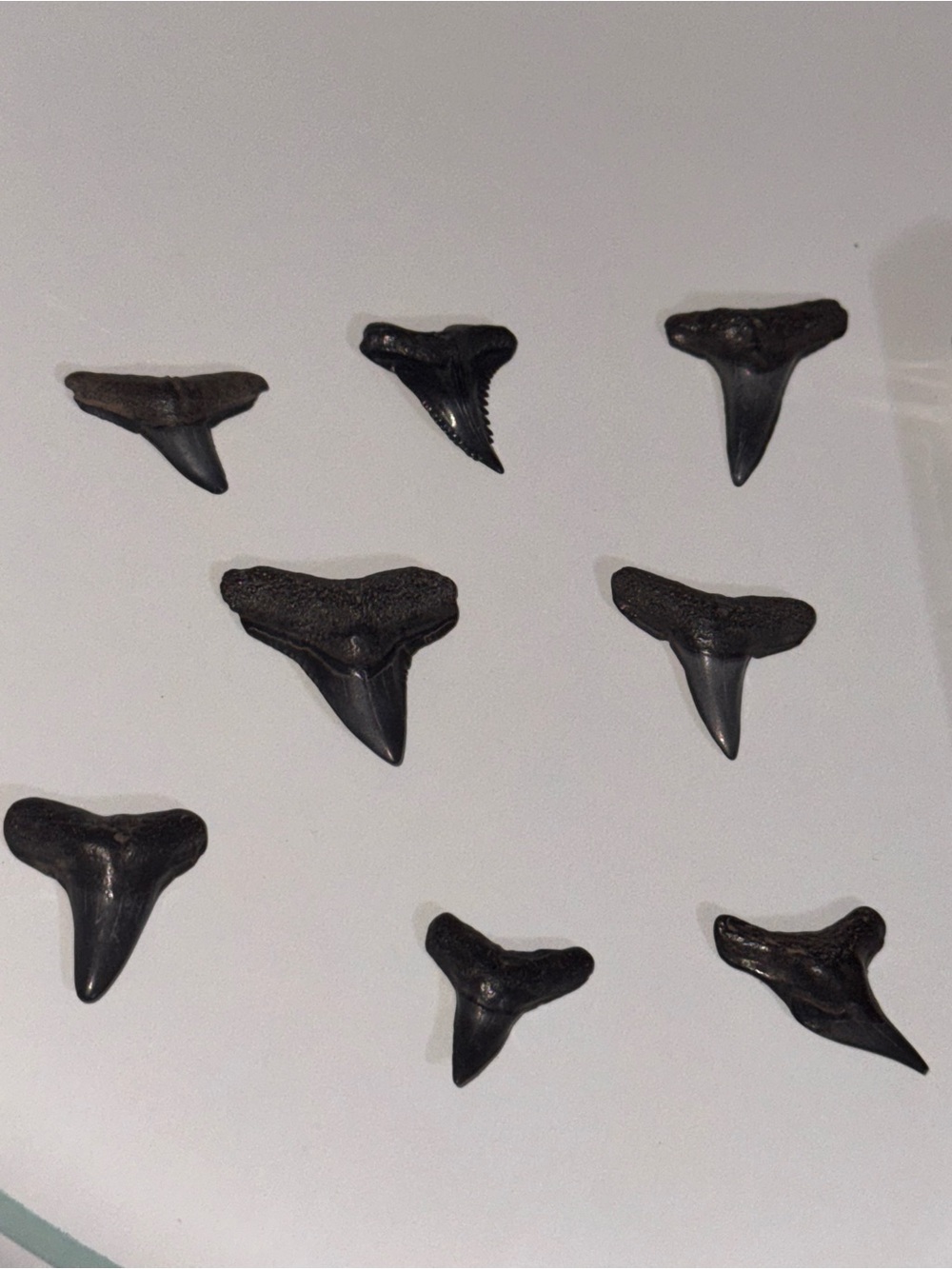 Fossilized Sharks Teeth from Peace River!